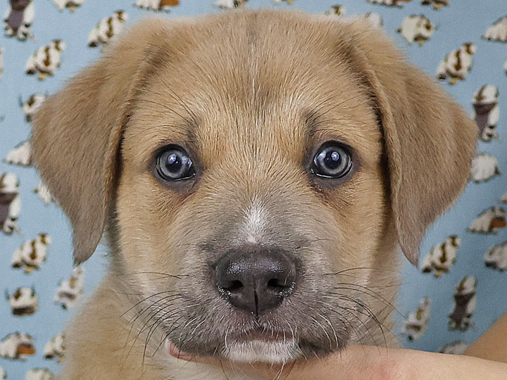 chinook puppy